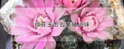 绯花玉如何繁殖小球 如何繁殖绯花玉的小球？