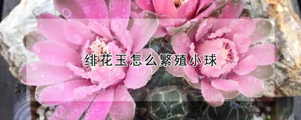 绯花玉如何繁殖小球