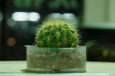仙人球繁殖方法介绍 仙人球繁殖具体操作