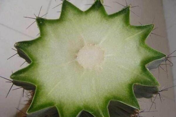 仙人球繁殖具体操作