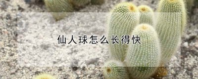 仙人球如何长得快 如何促进仙人球生长速度？