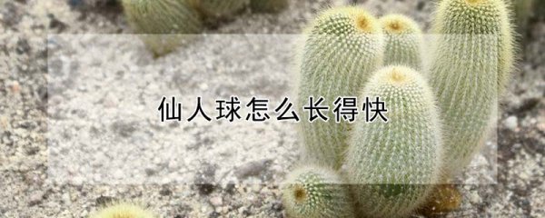 仙人球如何长得快