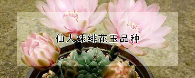 仙人球绯花玉有哪些品种 仙人球绯花玉的品种有哪些？
