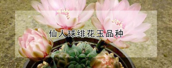 仙人球绯花玉有哪些品种