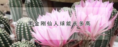 黑金刚仙人球可以长多高 黑金刚仙人球怎么养能长高