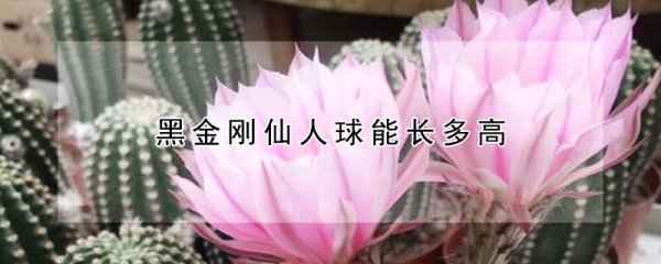 黑金刚仙人球怎么养能长高