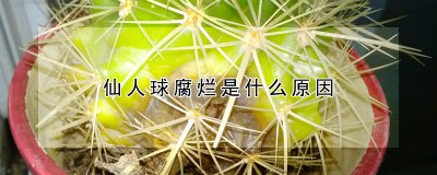 仙人球腐烂有什么原因 为何仙人球会腐烂？