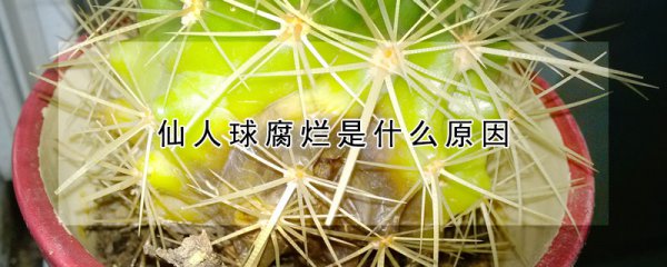 仙人球腐烂有什么原因