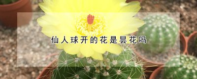 仙人球开的花是不是昙花 仙人球形态特征