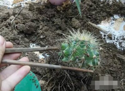 仙人球移栽注意事项 仙人球移栽注意事项