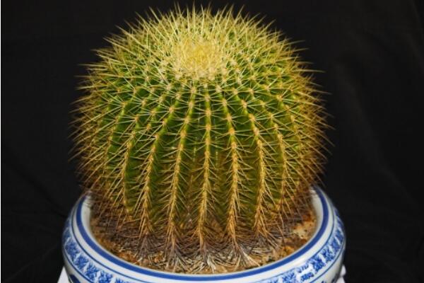 仙人球应该放在哪些位置