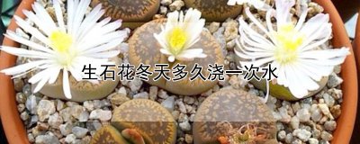 生石花冬天多长时间浇一次水 冬季生石花需多久浇一次水？