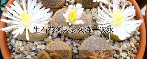 生石花冬天多长时间浇一次水