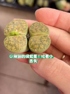 生石花蜕皮能撕开吗 生石花能脱皮吗？