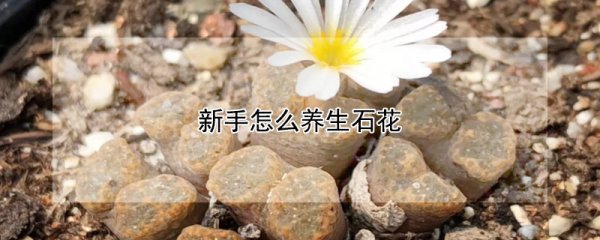 新手如何养生石花
