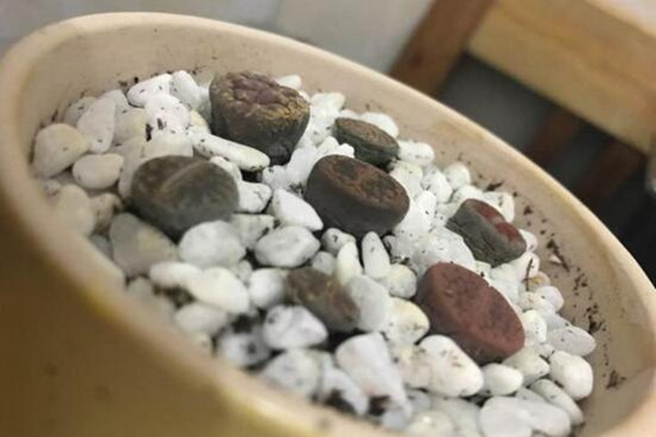 生石花干瘪萎缩原因