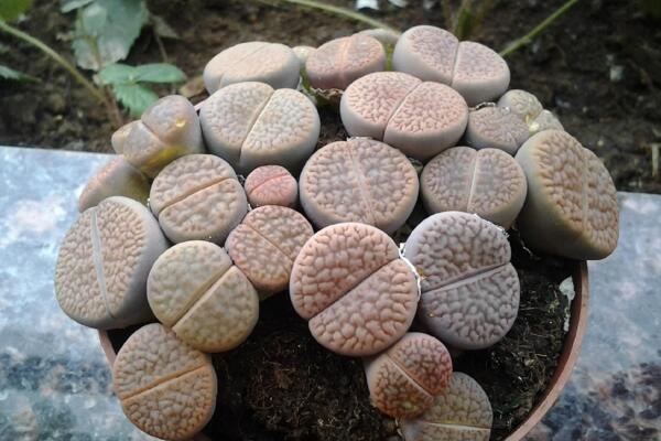 生石花干瘪萎缩原因