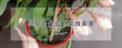 昙花不能放家里的原因 昙花不适宜室内养护的原因