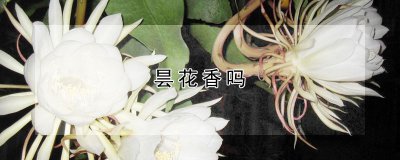 昙花香吗 昙花是否有香味？