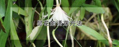 昙花的诱芽方法 昙花的繁殖方式