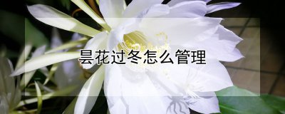 昙花过冬的处理方法 昙花如何度过寒冬