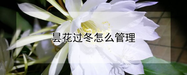 昙花过冬的处理方法