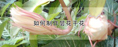 昙花干花制作方法 制作干燥昙花的方法