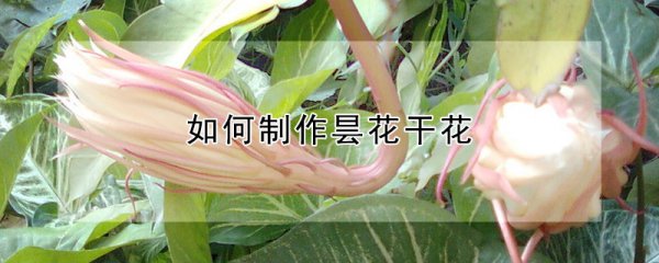 昙花干花制作方法