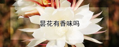 昙花有香味吗 昙花是否具有芳香味道？