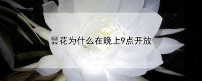 昙花在晚上9点开放的原因 昙花之夜 - 9点开放的奥秘