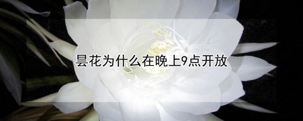 昙花在晚上9点开放的原因