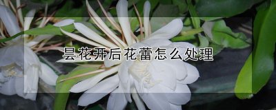 昙花开后花蕾如何处理 昙花凋谢后花蕾如何处理