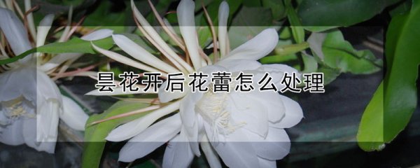 昙花开后花蕾如何处理