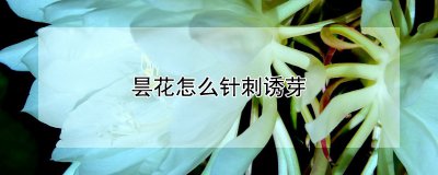 昙花如何针刺诱芽 昙花如何诱发芽生长