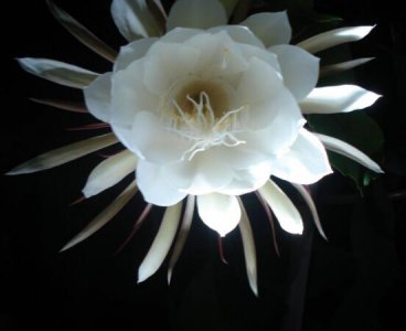 昙花开美好预兆 昙花花语