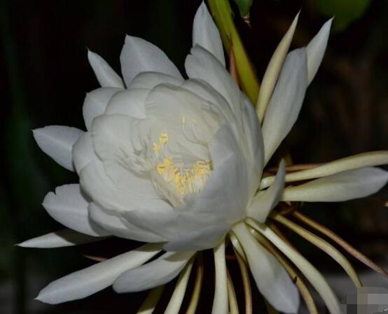 昙花开美好预兆
