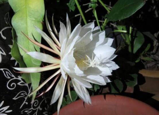 昙花开美好预兆