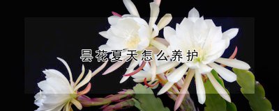 昙花夏天如何养护 如何养护昙花夏天 ＂夏季养护昙花的方法