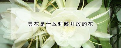 昙花是什么时候开放的花 昙花何时开放？
昙花开放的时间？