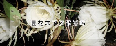 昙花冻了还能不能活 昙花被冻坏了还能复苏吗？