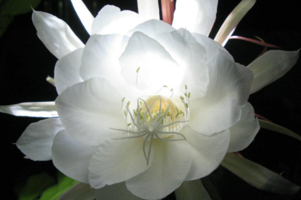 昙花冻了还能不能活