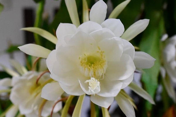 昙花冻了还能不能活