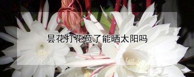 昙花打花苞了能不能晒太阳 昙花开放后需要晒太阳吗？