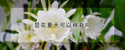 昙花夏天能移栽吗 可以移栽吗？昙花夏天