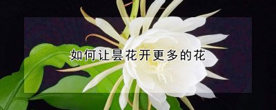 怎么让昙花开更多的花 如何促进昙花多次开花