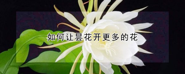 怎么让昙花开更多的花