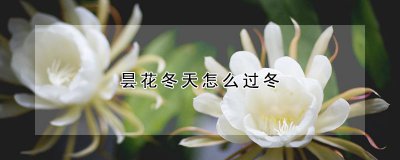 昙花洞冬天如何过冬 冬天昙花洞如何应对？