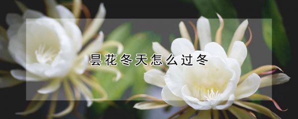 昙花洞冬天如何过冬