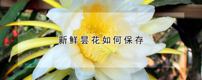 新鲜昙花怎么保存 昙花水养注意事项