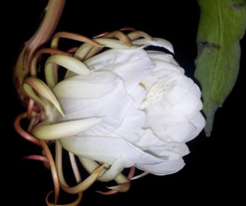 家里养昙花吉利 家里养昙花注意要点